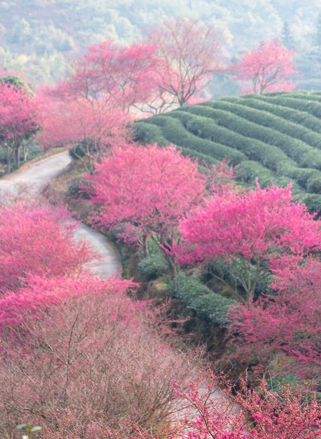 比日本浪漫，比韩国绚烂，国内这10个最美的赏樱地，你去过几个？