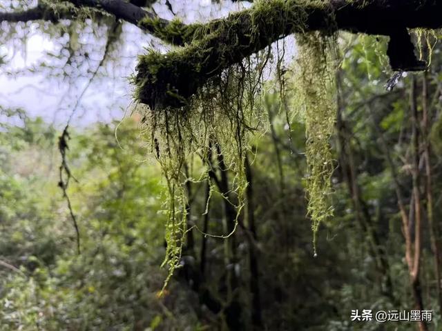 攀登昆明十峰之宜良老爷山，经历密林大雨考验，惊喜交加，难忘