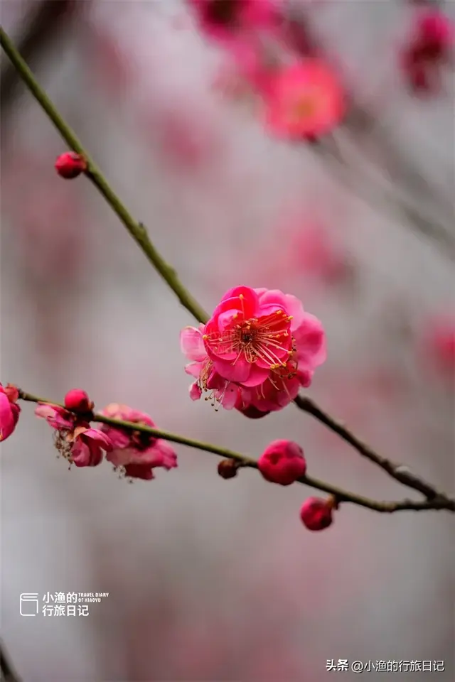 花期提前，秦岭第一波盛大花海已上线！这趟赏梅之旅，可以安排了
