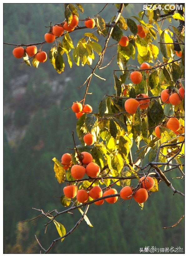 山东行游影记（193）—青州仰天山柿子沟（一）