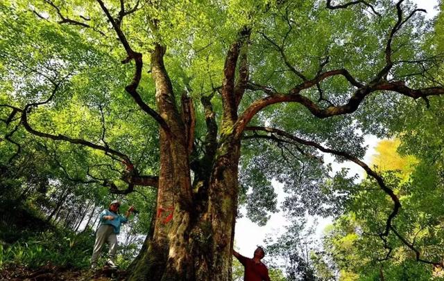 湖南1500年梓叶槭黄叶了,全国不到500株,上百年的只找到一株