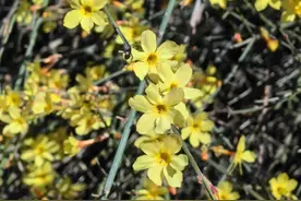 太原公园春日赏花攻略 | 解锁14种花海打卡地图，承包朋友圈C位！图片