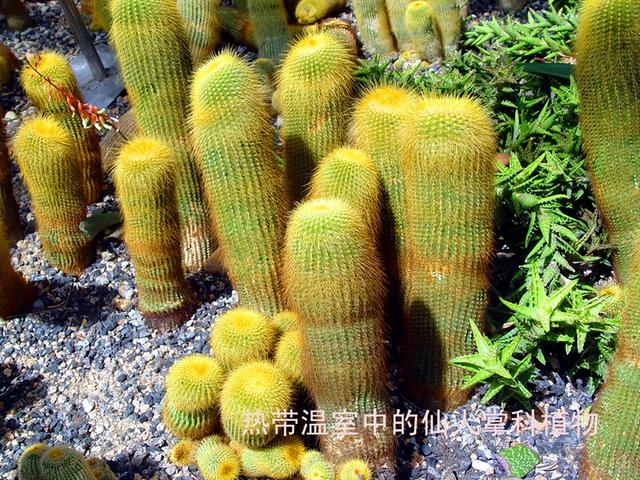 北京旅游：走进西山脚下的植物园（图）