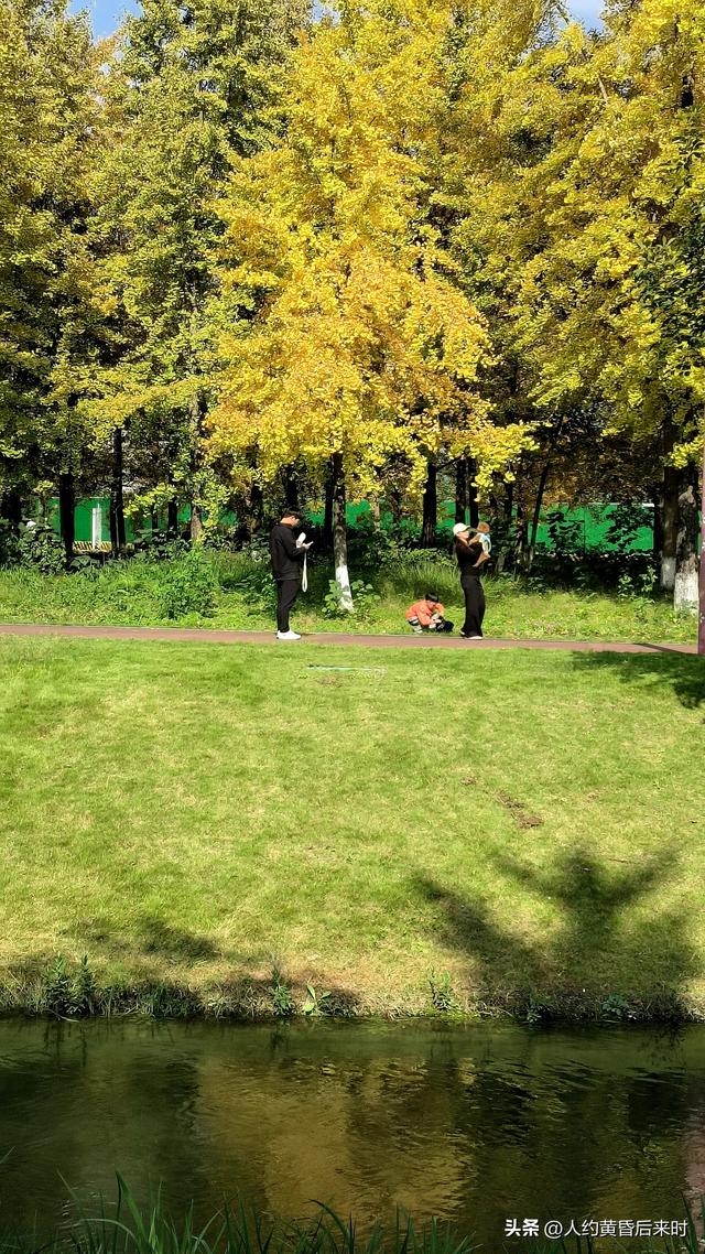 这几日的阳光很给力，银杏、乌桕、水杉相继上线。