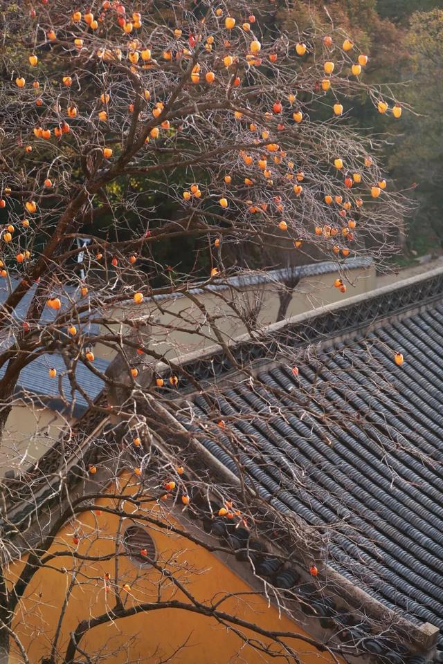 你去看了吗？日照这座山迎来了一年最好看的时候！