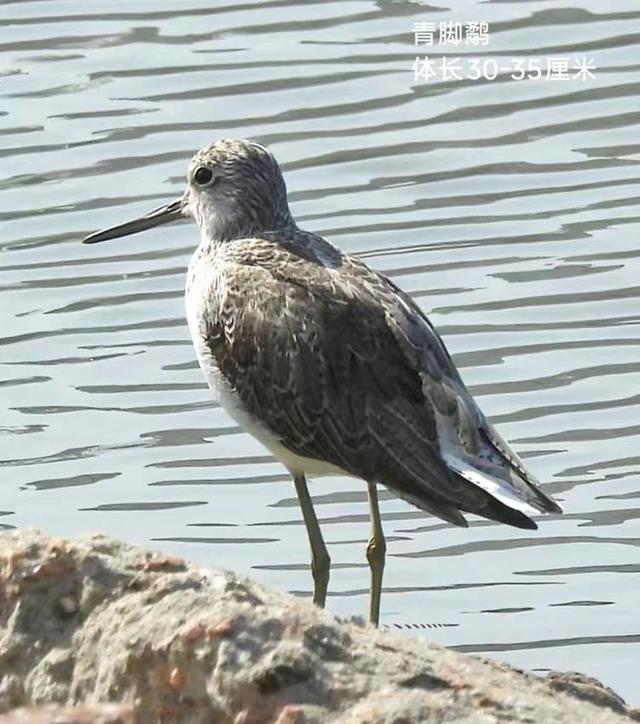 快乐的25/26深圳湾候鸟季