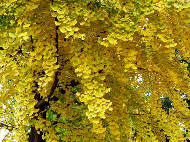 花木春秋322：银杏 | 植物界的活化石