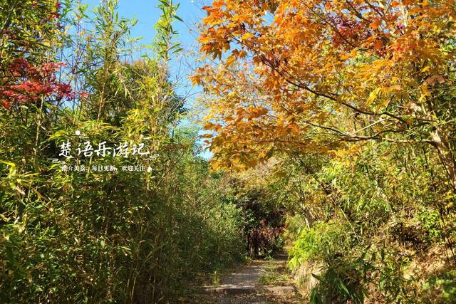浙江宁波发现一条新的红枫古道，沿途风景犹如油画，拍照太出片