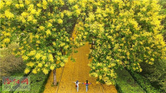 隋唐城遗址植物园：缓扫落花 留住诗意秋景