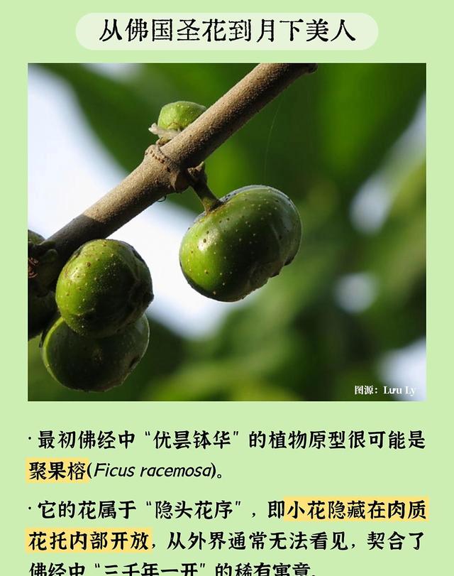 成语里的科普之昙花一现：黑夜中的悄然绽放