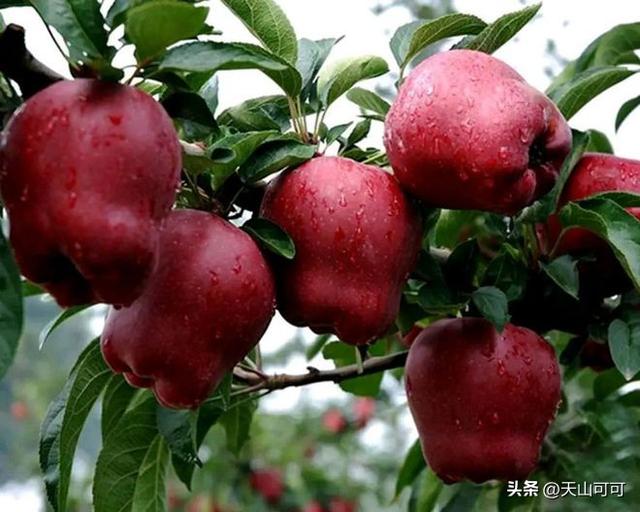 花牛苹果和蛇果的区别？