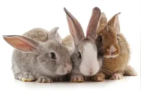 兔子引发的生态“地震”，这场“人兔大战”持续百年！图片