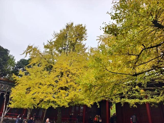 成都银杏即将进入最佳观赏期！2025银杏观叶指数新发布→