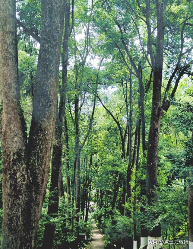 成都邛窑遗址公园，藏着格桑花海，壮观惊艳令人称奇，不要门票！