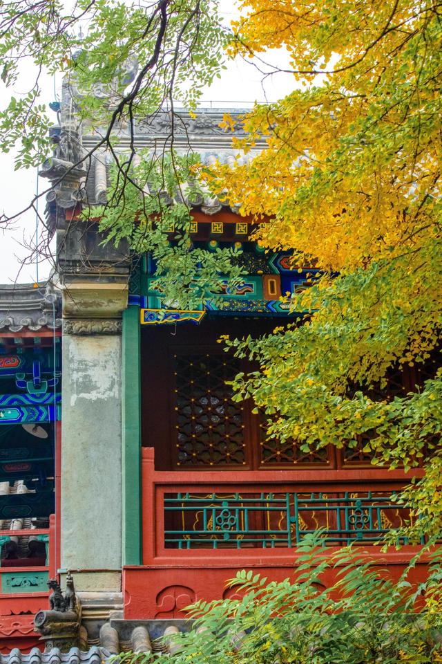 听说北京的古寺，更配北京秋日的银杏，这个古寺你去过吗？