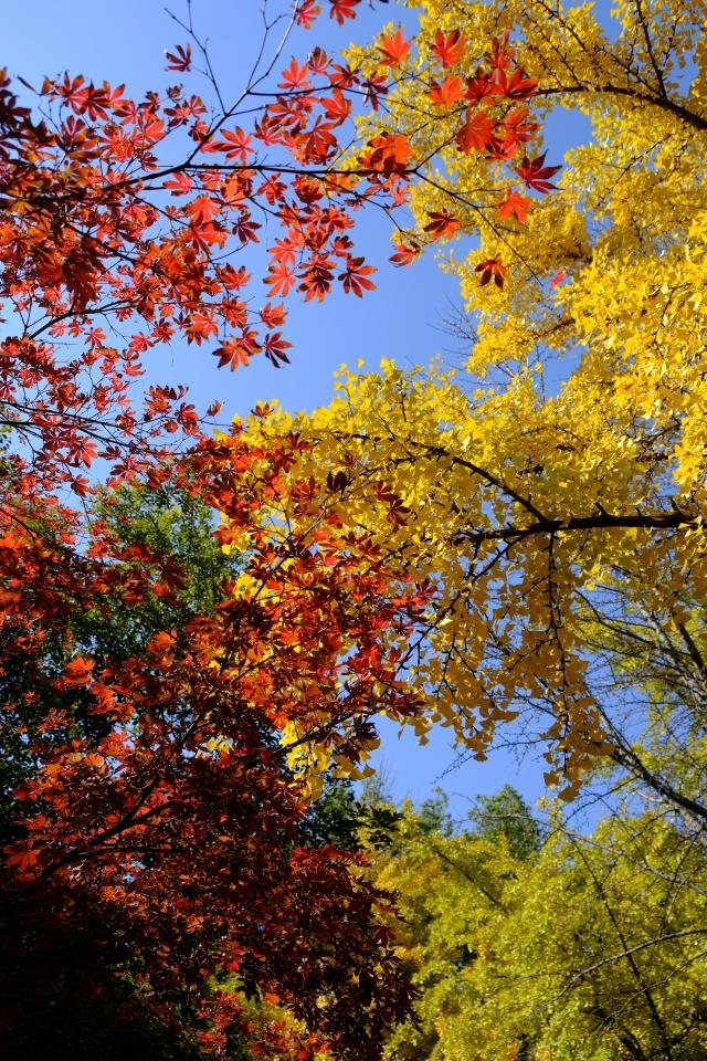 从“不扫”变“缓扫”，苏州用十五年守护秋日温暖！