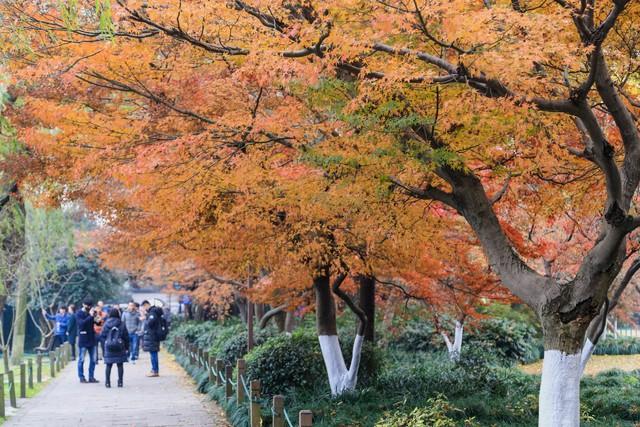 杭州人私藏的红叶地图曝光！这5个地方藏着江南最极致留恋的秋！