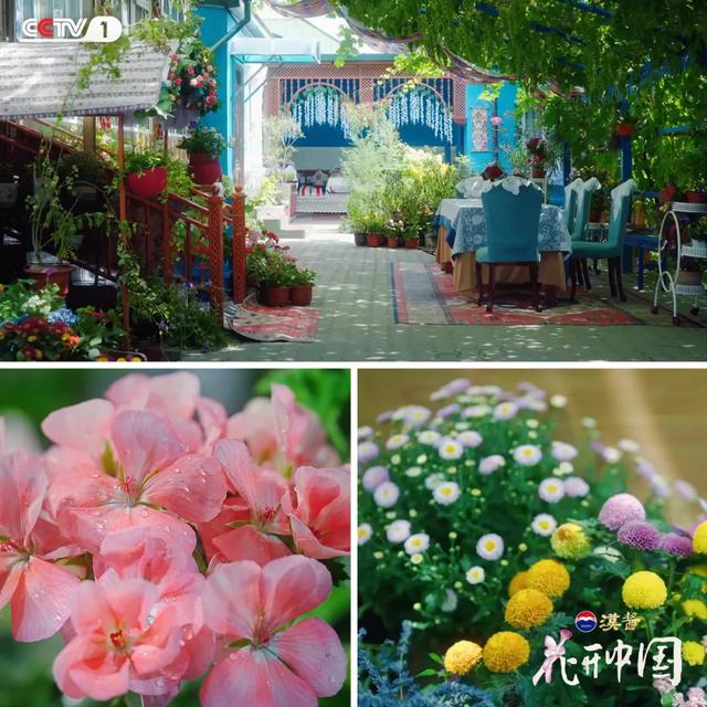 跟着《花开中国》第3集，在新疆伊犁追花海 | 动态