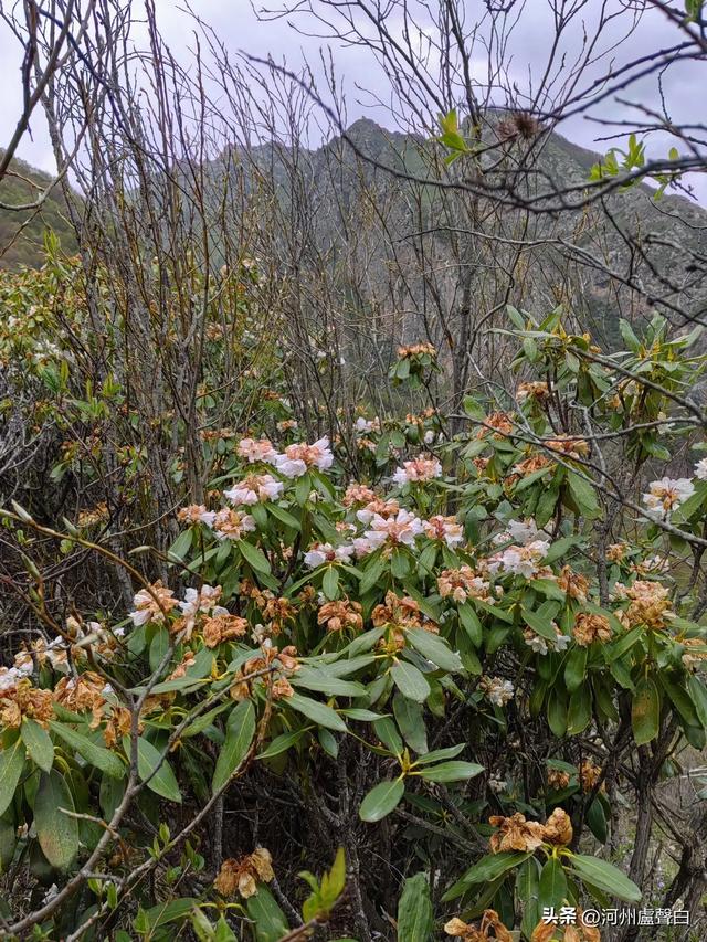 渭源双石门*石门雪山的杜鹃花