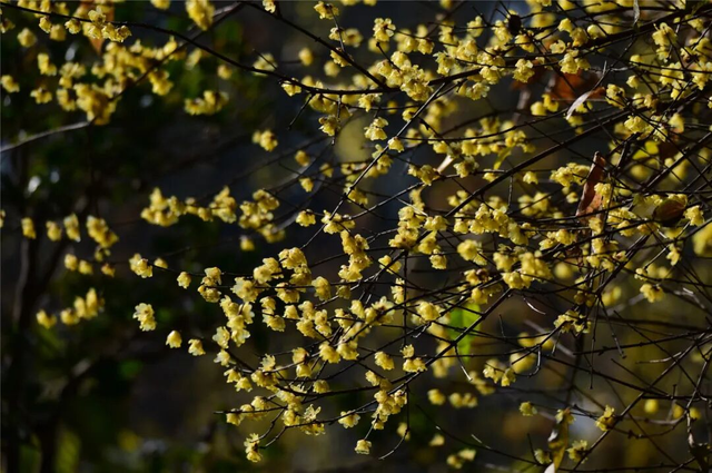 寒风再烈、冬日再冷，蜡梅照样艳压全场！