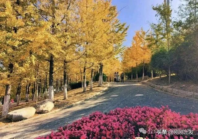 大连高新园区这片免费银杏林，成了秋季网红打卡地