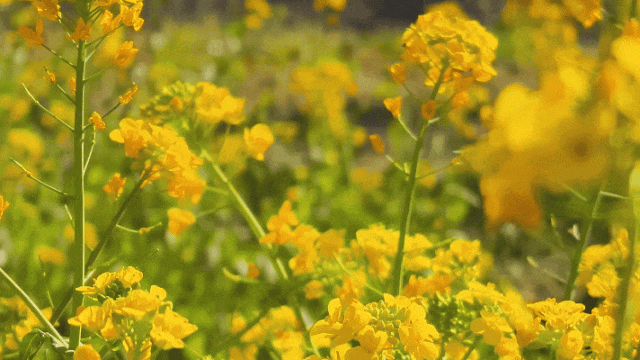 康县的春，从南一路盛开