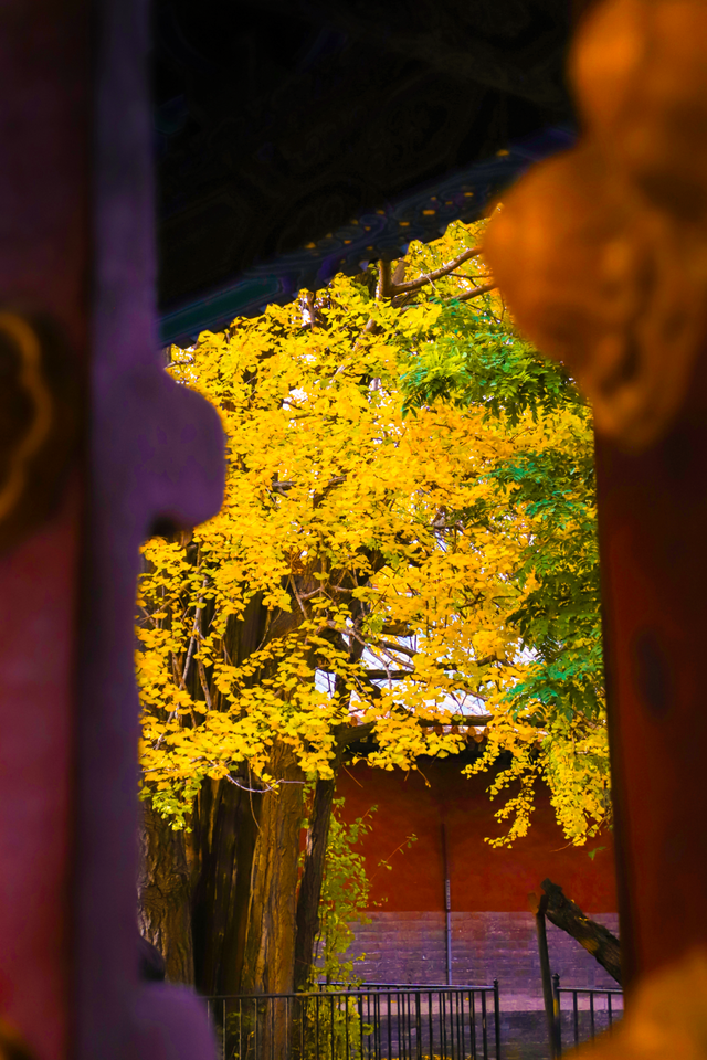 用四时好景打开曲阜三孔景区，留存每一帧中式浪漫！