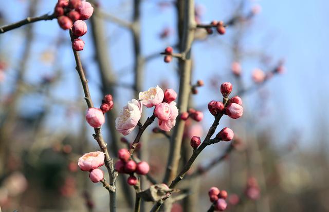 梅花绽放花芬芳