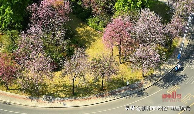 满城缤纷！蟠龙路、西堤路……柳州这些地方太好拍！春日赏花地图出炉