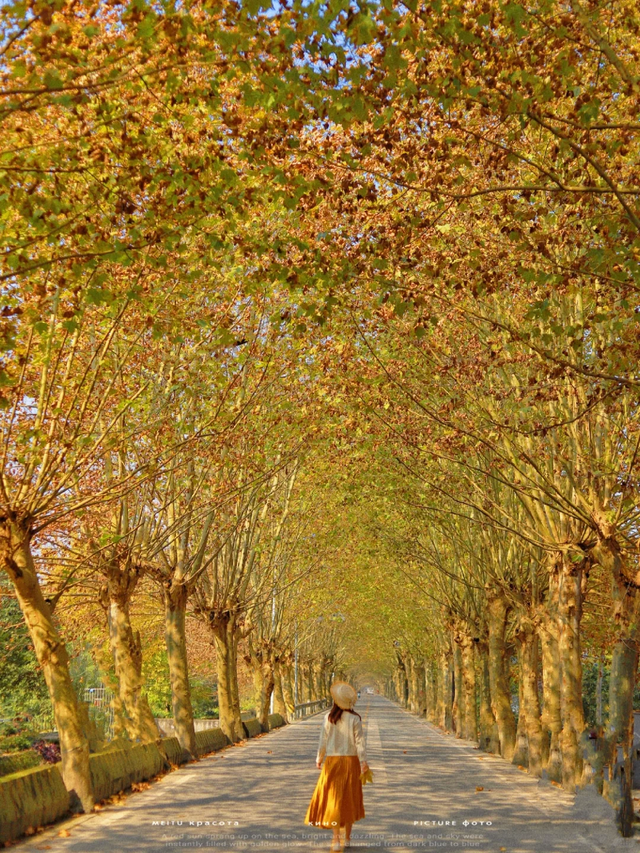 成都最美梧桐大道绵延20公里，地铁19号线直达，快去打卡！