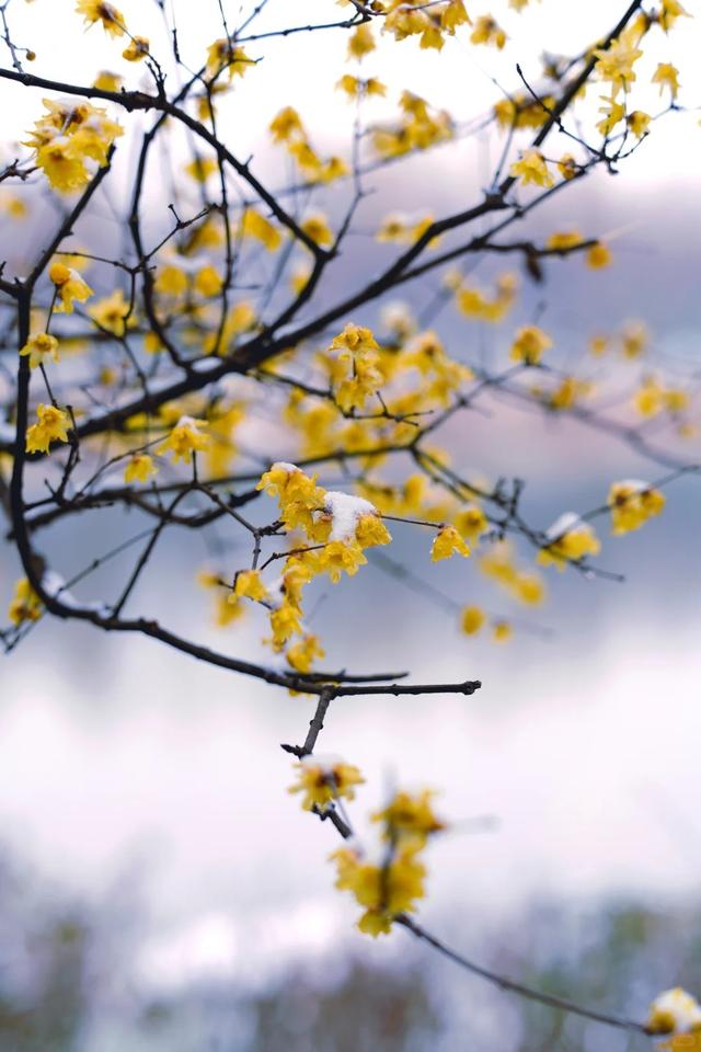 周末一日游 | 西安冬日8个免费赏腊梅好去处