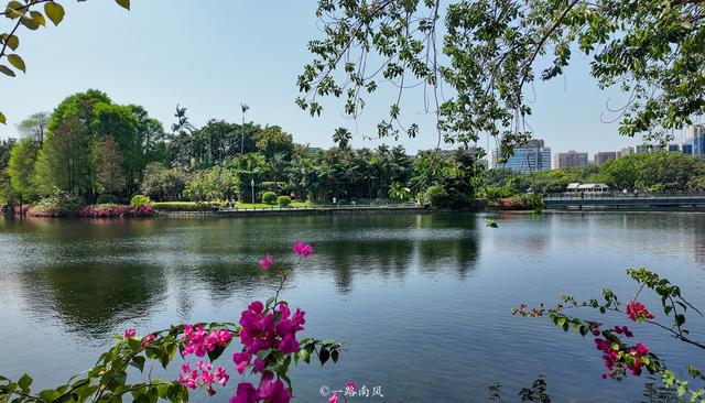 广州绝美湖景公园！三角梅瀑布太出片了