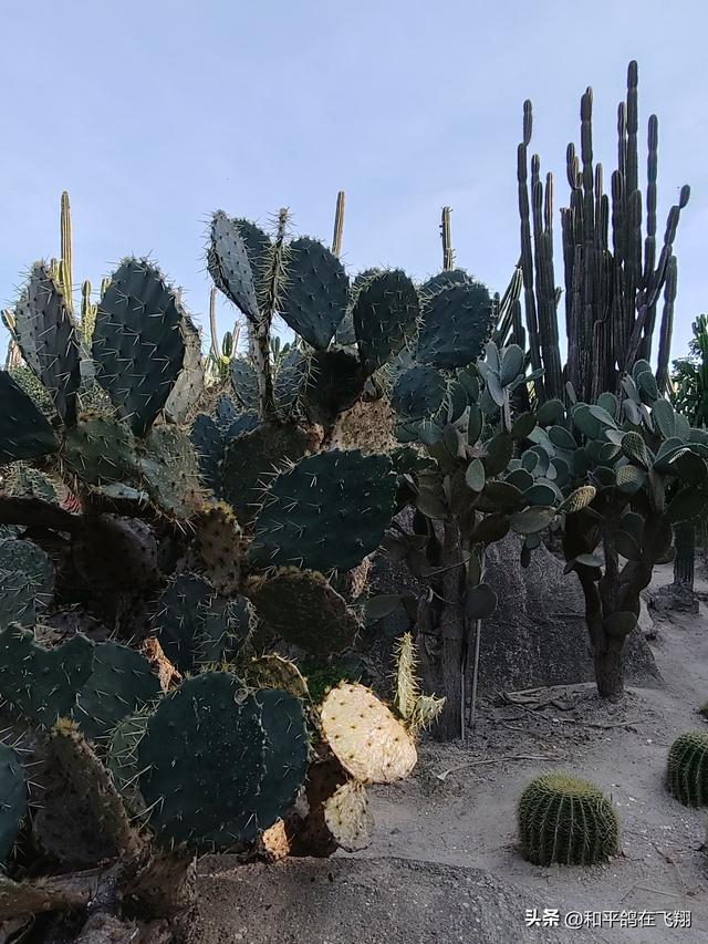 厦门植物园：邂逅自然的绮梦