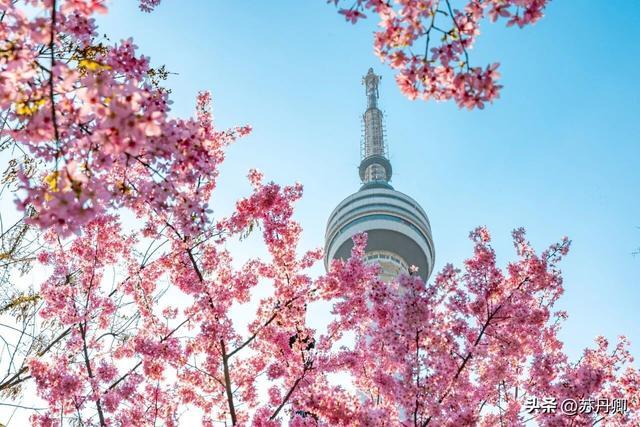 武汉龟山樱花爆开！“一亿人”挤掉玩偶，赏花秒变看人海。
