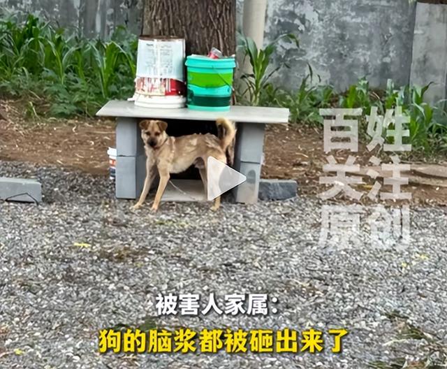 狗主人被反杀案开庭，9人闯门打砸	，妻子后悔冲动，更多细节披露