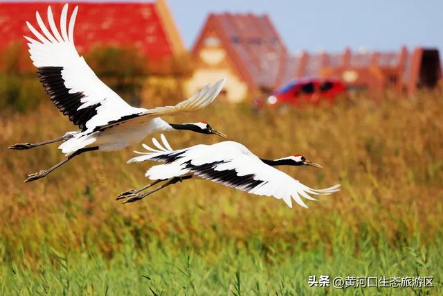 【黄河口生态旅游区】秋日限定美景上线！