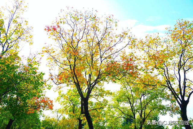 河南淮滨：金秋乌桕园五彩缤纷赏心悦目