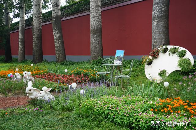 初秋北海公园，赏万佛楼硫华菊花海，和“纯真兔兔”一起荡起双桨
