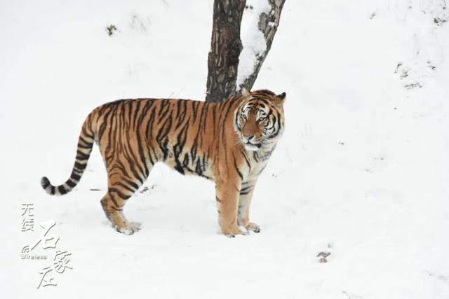 收好这份石家庄“雪景打卡地图”！走起→