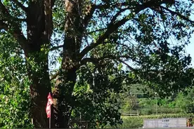 现在的中草药为什么效果不明显，以下是我对中草药的几点看法图片