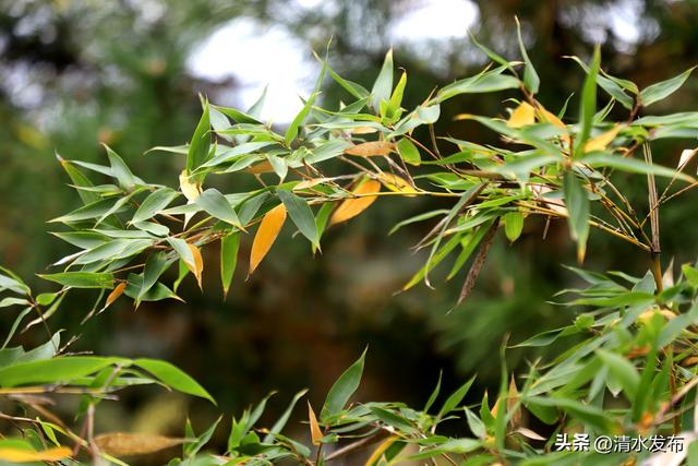 清水：初冬初临秋韵在 湖光山色惹人醉