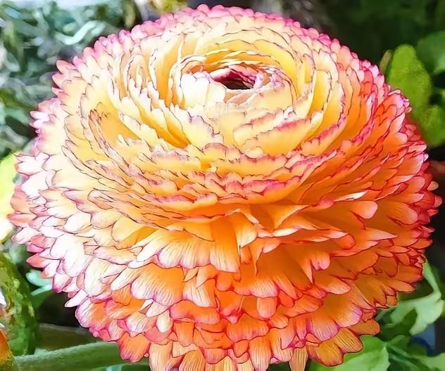 双节第七日的阳光