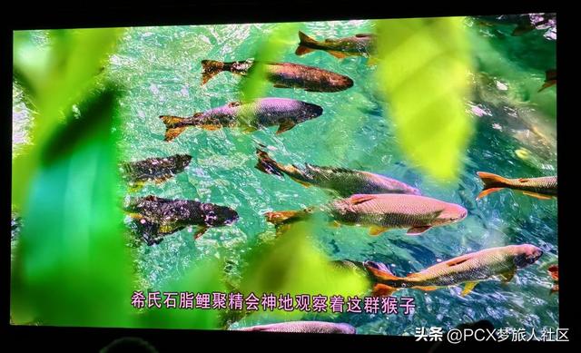 技术升级，经典重现！SIM2 30 周年纪念产品 X80 广州品鉴会