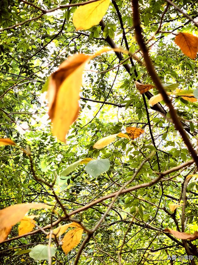 柳州故事我如黄叶飘零了