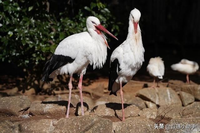 选索尼还是适马？E卡口大光圈长焦变焦镜头巅峰对决！