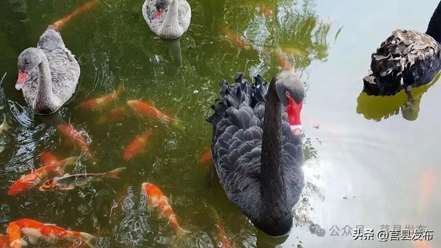 莒县有片刷爆朋友圈的粉色花海，在哪？