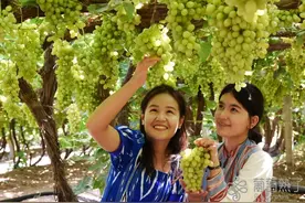 新疆葡萄将“霸占”您秋季的甜蜜时光图片