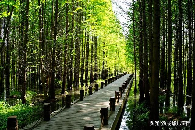夏天一定要看一次稻田!这4处可看,还能喝下午茶逛博物馆