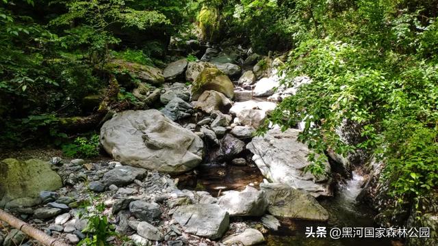 请查收~秋天寄来一封绿信，落款是黑河