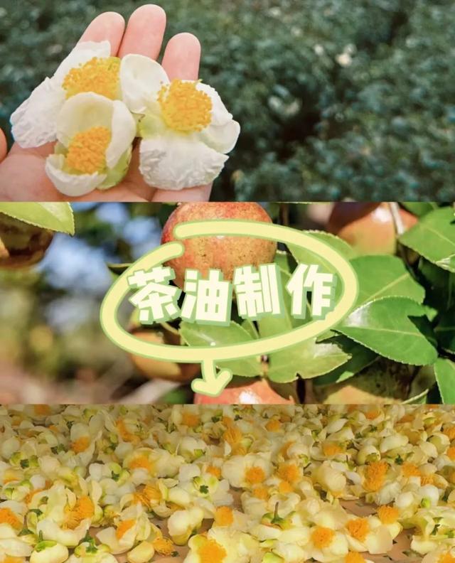 假期去露营！韶关8个露营“天花板”直接封神带你拥抱山野与自由